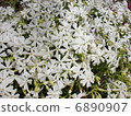 Moss phlox  6890907