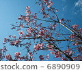 Cherry Blossoms	 6890909
