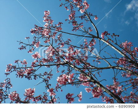 櫻桃樹 6890909