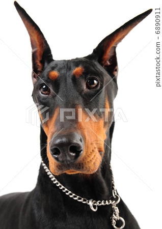 杜賓 杜賓 6890911