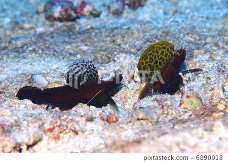 Scallop Scallop 6890918