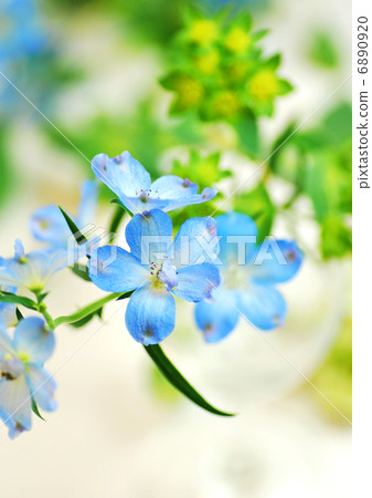 Close-up of delphinium 6890920