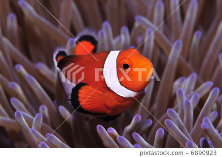Clown anemonefish Clown anemonefish 6890923