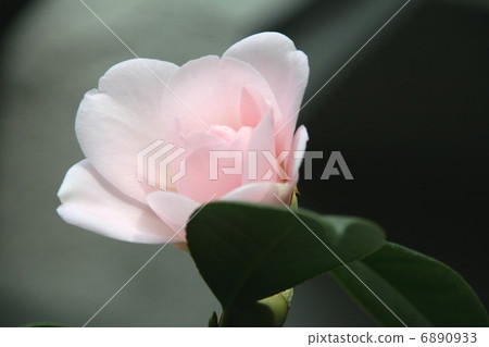 Pink camellia 6890933