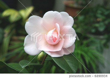 Pink camellia 6890934