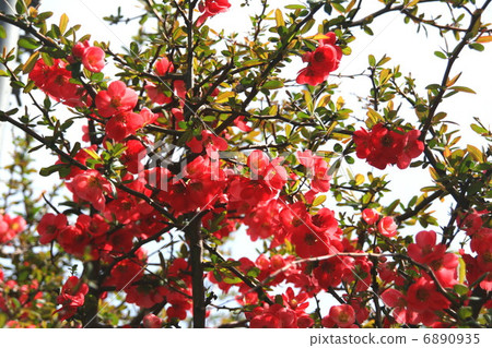 Blooming flowers in full bloom 6890935