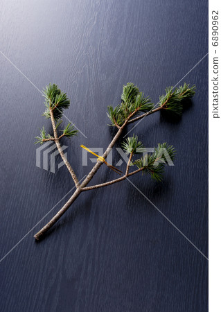 Pine Pine 6890962