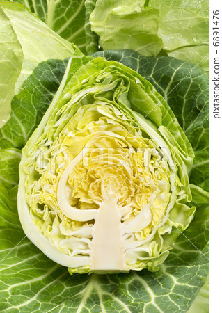 春捲心菜 6891476