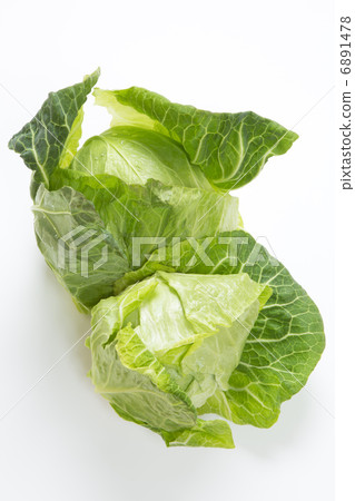 春捲心菜 6891478