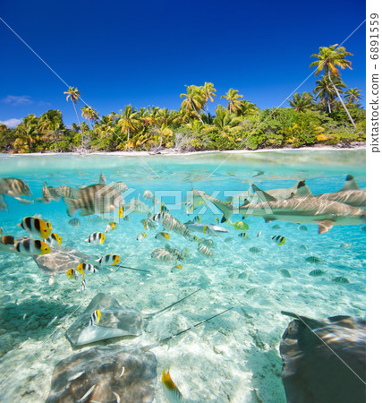 Tropical island above and underwater Tropical island above and underwater 6891559