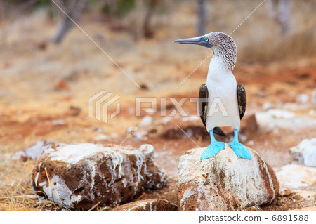 Blue footed booby 6891588