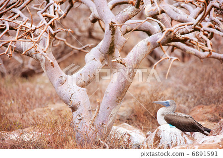 Blue footed booby under the tree 6891591