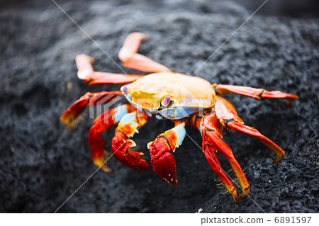 Sally lightfoot crab 6891597