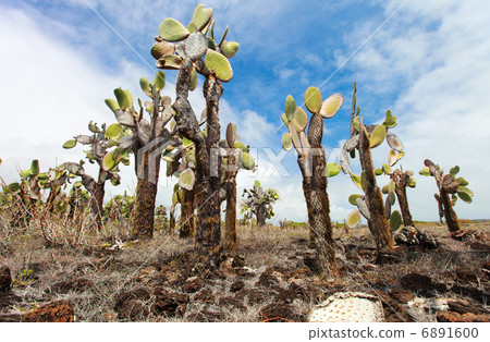 Opuntia cactus forest Opuntia cactus forest 6891600