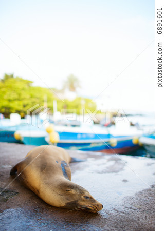 Sea lion in town Sea lion in town 6891601