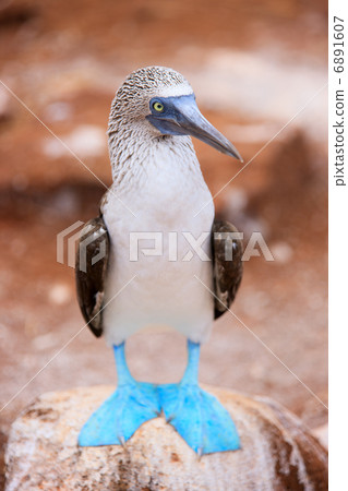 Blue footed booby 6891607