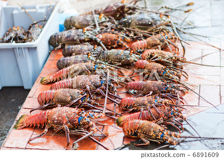 Lobster season 6891609