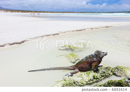 Marine iguana on a white sand beach Marine iguana on a white sand beach 6891614