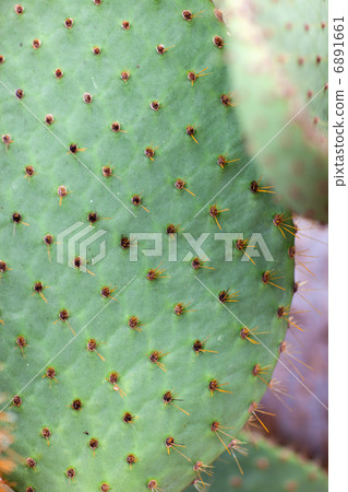 Cactus macro 6891661