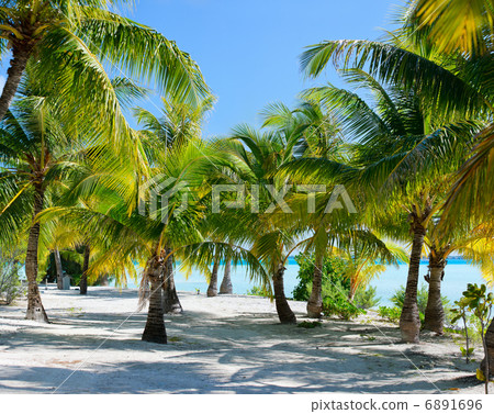 Palm trees at beach Palm trees at beach 6891696
