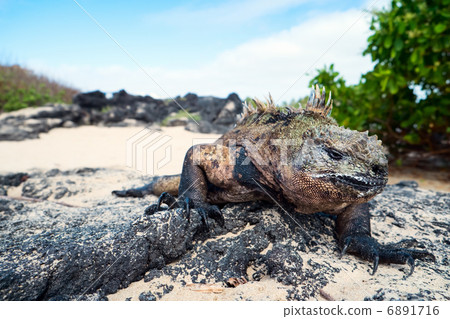 Male marine iguana 6891716