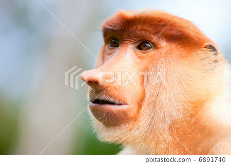 Proboscis monkey 6891740