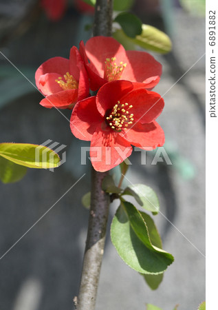 散景(皺巴巴的) 散景(皺巴巴的) 6891882