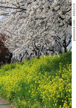 Yoshimi Sakura Tsutsumi Park Iyoshino和Rape Flower - Iijima Shinsuda Yoshimi Sakura Tsutsumi Park Iyoshino和Rape Flower - Iijima Shinsuda 6892219