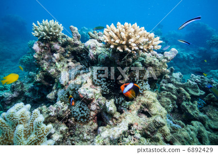 Barrier Reef Anemonefish 6892429