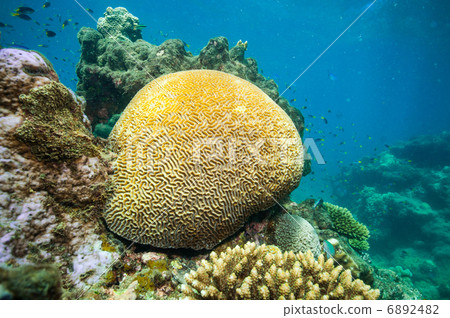 Brain coral 6892482