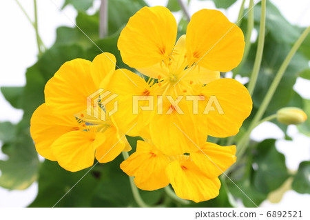 Nasturtium Nasturtium 6892521