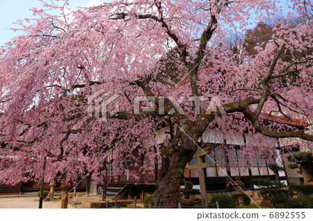 Buddy cherry blossoms of Eiyadoin Buddy cherry blossoms of Eiyadoin 6892555