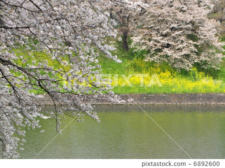 Chidorigafuchi公園的櫻花和油菜花 6892600
