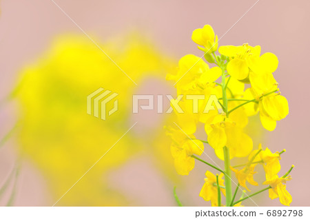 強姦開花 6892798