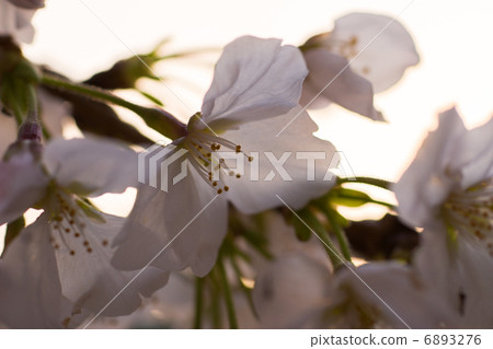 櫻花 櫻花 6893276