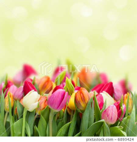 tulips in garden tulips in garden 6893424