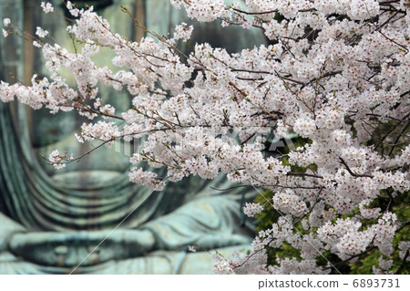 Cherry Blossoms Cherry Blossoms 6893731