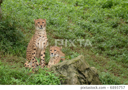 Cheetah 61 Cheetah 61 6893757