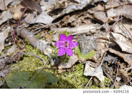 One purple-colored snow-blossom flower One purple-colored snow-blossom flower 6894216