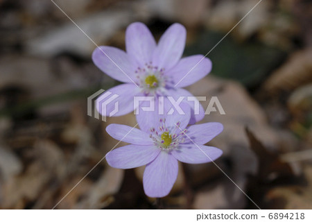 Purple two-wheeled snow-blossom flowers Purple two-wheeled snow-blossom flowers 6894218