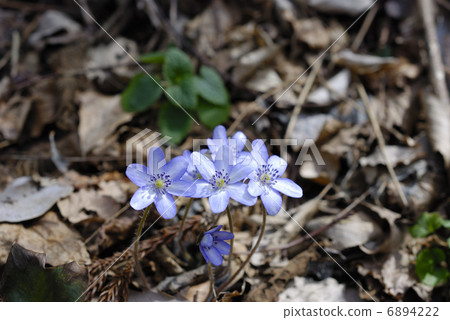 藍色雪花花 6894222