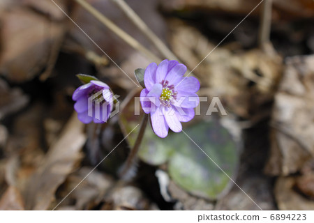 Purple two-wheeled snow-blossom flowers Purple two-wheeled snow-blossom flowers 6894223