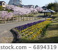 Landscape Sakura Nature flower bed 6894319