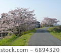 Natural Sakura scenery road trees 6894320