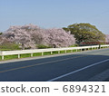Natural Sakura scenery road trees 6894321