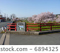 Natural Sakura scenery road trees 6894325