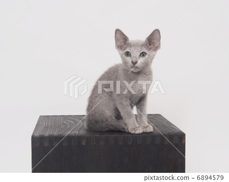 Russian Blue Kitten on the Box Russian Blue Kitten on the Box 6894579