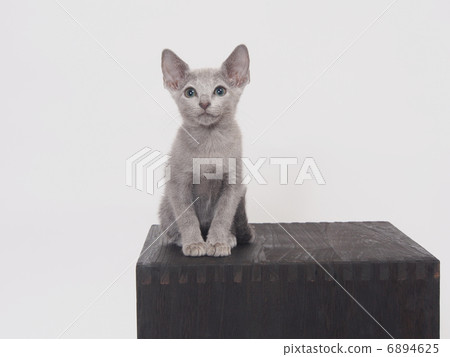 Russian Blue Kitten on the Box Russian Blue Kitten on the Box 6894625