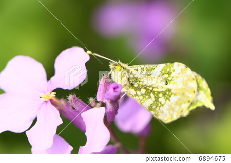 Anthocharis薊♀ Anthocharis薊♀ 6894675