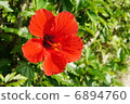 Hibiscus 6894760